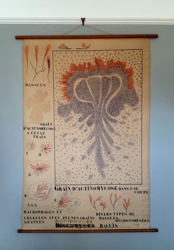 Vintage French biology department wall hanging (date unknown).